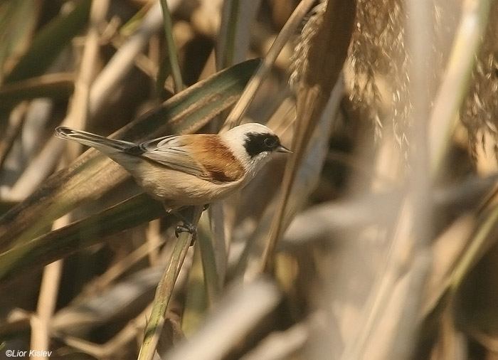  Eurasian Penduline Tit  Remiz pendulinus                        ,, 2009..: 